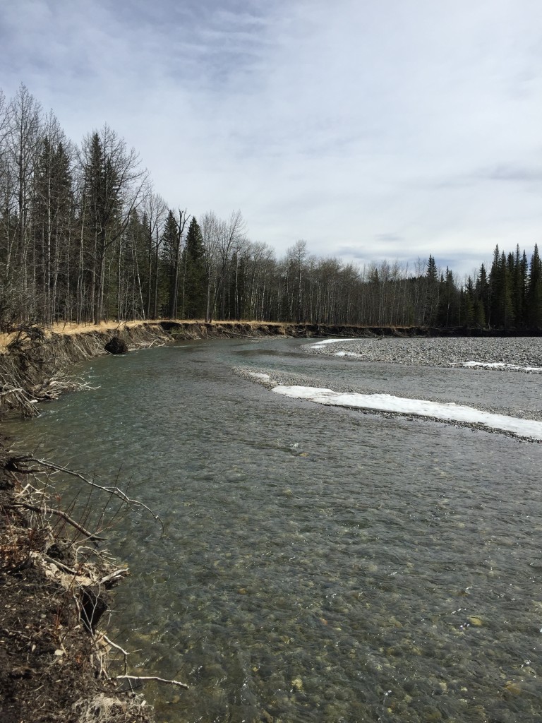 You can see the flood damage on the riverbanks as wide swaths of the Elbow cut a new path.