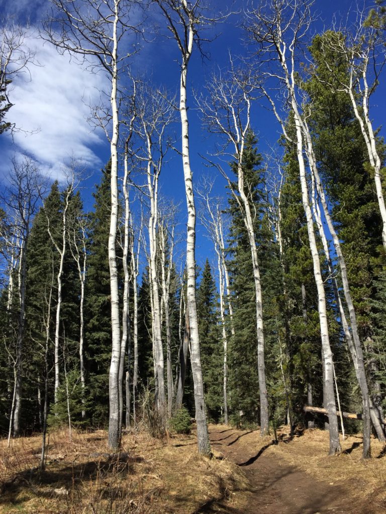 Fullerton Loop trees