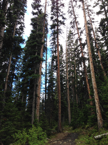 Beautiful trees loom overhead.