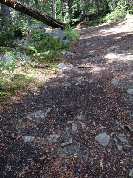 6 Boom Lake hike squirrel