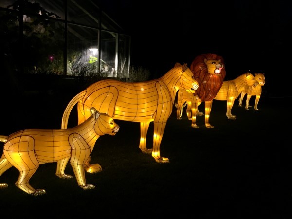 Illuminasia Calgary Zoo lion pride