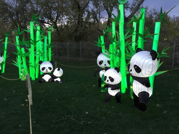 Illuminasia Calgary Zoo pandas