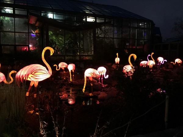 Illuminasia Calgary zoo flamingoes light up