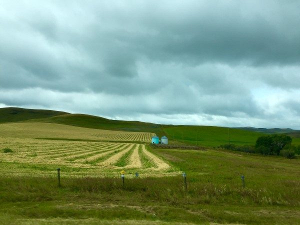 hay-alberta-custom