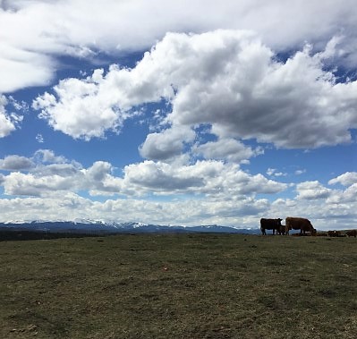 Cows grazing at CL Ranches