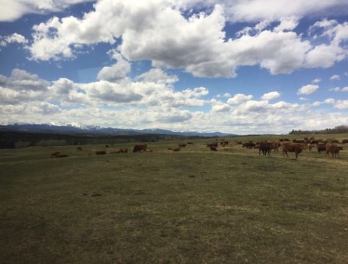 Cows grazing on grasslands at CL Ranches.
