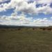 Cows grazing on grasslands at CL Ranches.