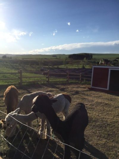 Granary Road alpacas