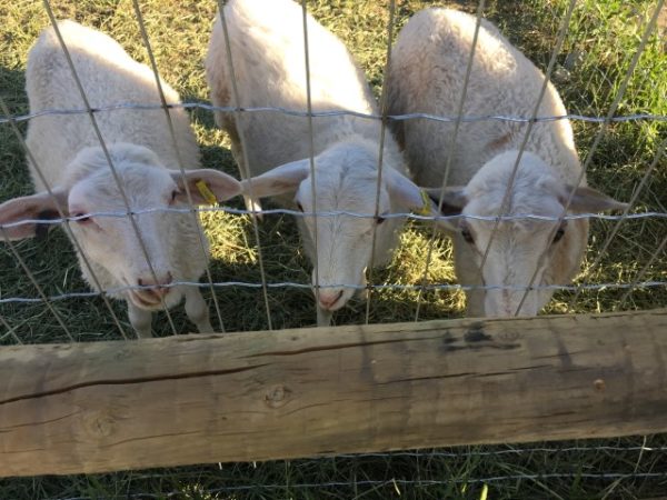 Granary Road sheep