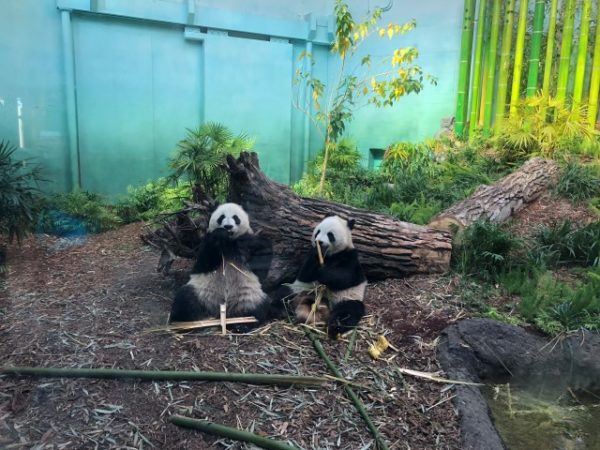 Baby pandas at Calgary Zoo