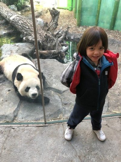Visiting the pandas at the Calgary Zoo