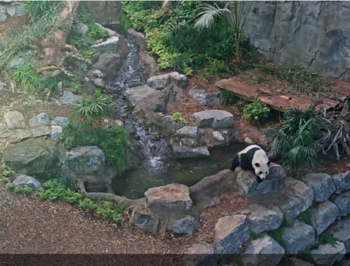 Still from Calgary Zoo PandaCam