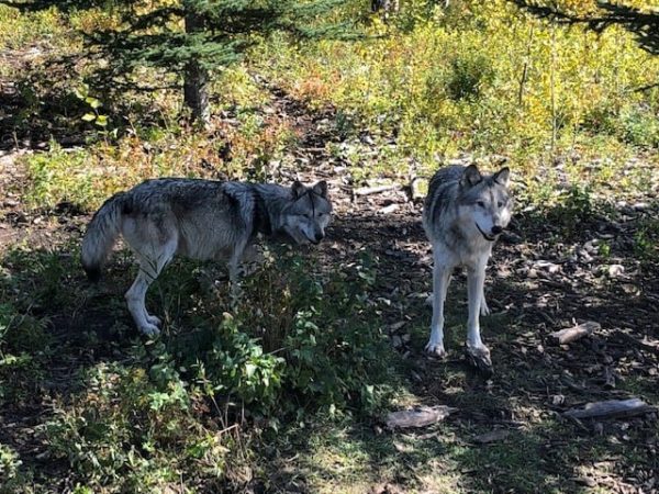 Pair of wolfdogs