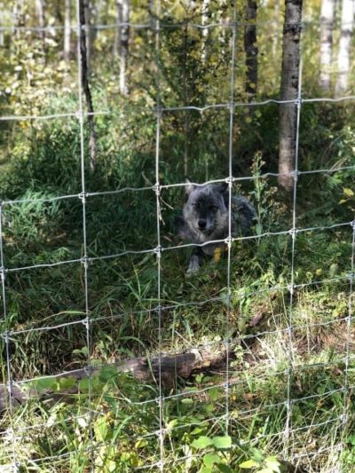 Dog resting inside enclosure at Yamnuska Wolfdog Sanctuary.