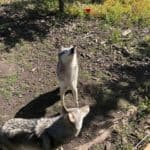 Yamnuska Wolfdog Sanctuary provides a safe haven for wolfdogs