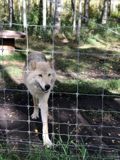 Wolfdog behind fence at Yamnuska Wolfdog Sanctuary